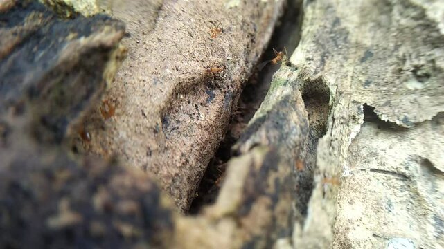 the busy activity of a black ant colony behind the rotting bark