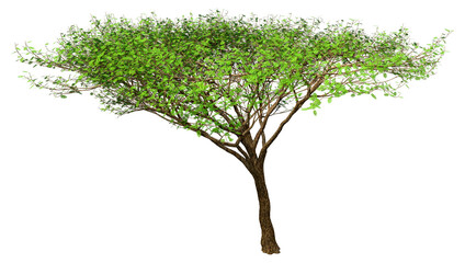 3D Rendering Acacia Tree on White