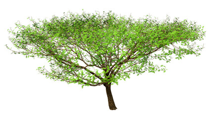 3D Rendering Acacia Tree on White