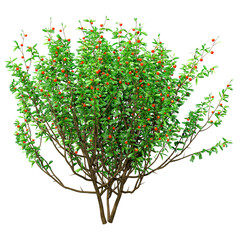 3D Rendering Boxwood Bush on White