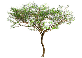 3D Rendering Acacia Tree on White