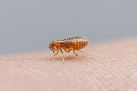 Flea Insect Images – Browse 15,759 Stock Photos, Vectors, and Video ...