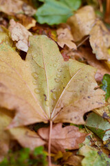 Golden autumn leaves covered with raindrops resting on the forest floor during a damp, chilly morning