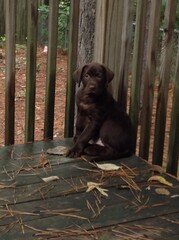 black and white bear