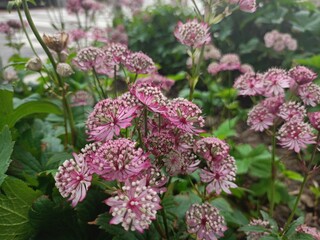 pink and white flowers