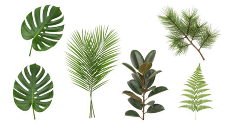 Tropical and temperate foliage collection 3d rendered isolated on white background