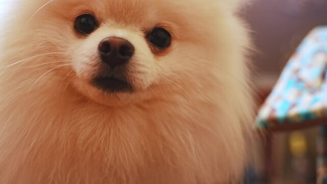 close-up. The muzzle of a white spitz dog gnawing dry food from a bowl. Healthy food for pets.