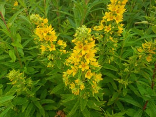 yellow flowers in the garden