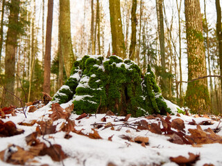 Moss-Covered Tree Stump with Snow and Fallen Leaves in a Winter Forest