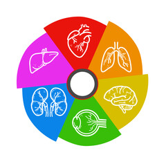 human internal organs wheel – medical infographic template with heart, lungs, brain, liver, kidneys, and eye – vector illustration