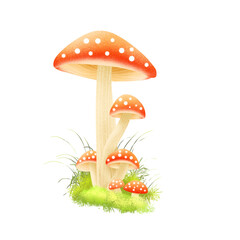 Autumn mushroom collections