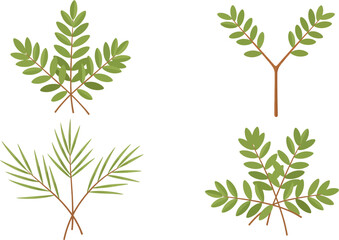 laurel wreath green leaf isolated on white