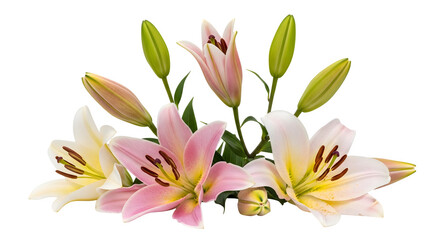 Obraz premium Pink and White Lily Arrangement isolated on white background