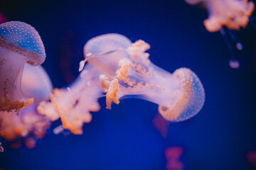 Jellyfish