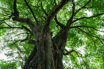 Low angle view ancient tree with green canopy in forest. Natural carbon capture and sequestration...