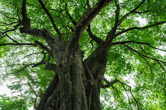 Low angle view ancient tree with green canopy in forest. Natural carbon capture and sequestration for climate change sustainability. Carbon neutrality and natural ecosystem environmental conservation.