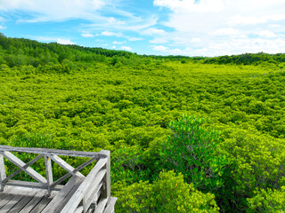 Aerial view green mangrove forest. Carbon storage, climate change mitigation, and conservation of...