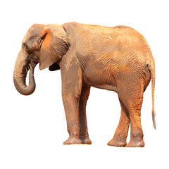 Fototapeta premium Elephant isolated on white background.