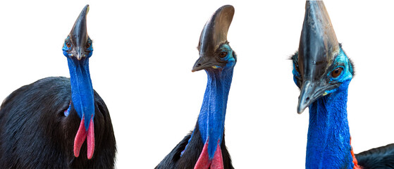 Collage of cassowary bird head isolated on white background.