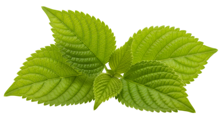 Perilla leaves arrangement isolated on white background