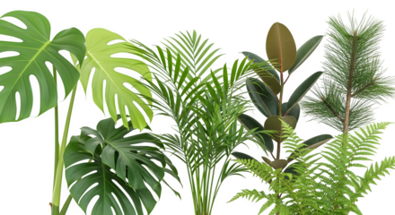 Tropical foliage collection 3d rendered isolated on white background