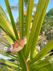 The beautiful brown butterfly with white patterns comes out of its cocoon in the morning and is...