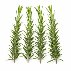 Fototapeta premium Four sprigs of fresh rosemary arranged vertically against a white background.