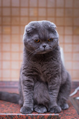 British gray cat lying on his back.