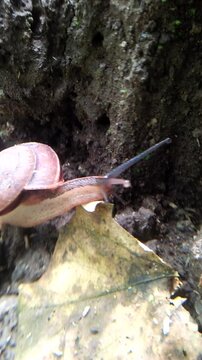 a snail crawling on the ground, rocky