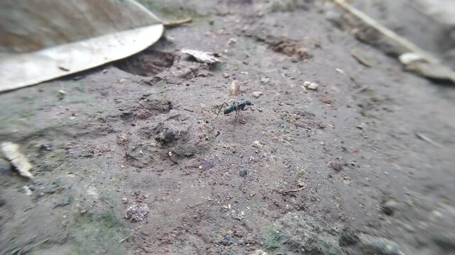 a bullet ant, on a hunting trip