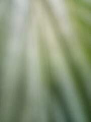 Blurred background with abstract pattern of leaf fibers.