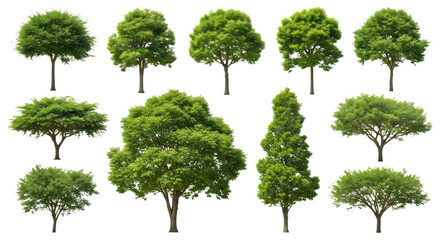 Collection of lush green deciduous trees with full canopies isolated on transparent background