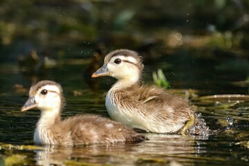 Adorable Wood Duck Ducklings Exploring a Bright New World