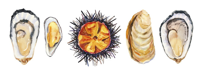 Set of watercolor hand painted delicious raw seafood oysters, mussels and sea urchin simple sketch illustration on white background. DIY elements for French cuisine menu, social media, ads and posters