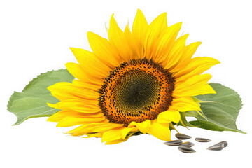 Obraz premium Detailed sunflower blossom with leaves and seeds floral botanical illustration photography isolated on transparent background