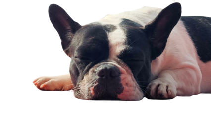 A black and white French Bulldog is sleeping peacefully with its eyes closed and head resting on a surface.