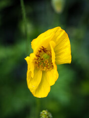 Yellow Poppy