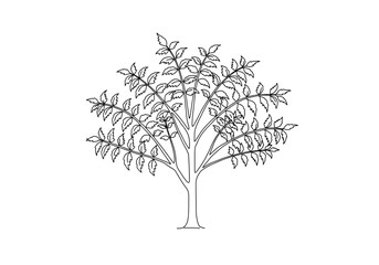 Obraz premium Neem tree drawing. It is a vector sketch line art drawing of a neem tree with many small leaves, known for its medicinal properties. Vector sketch line art draw.