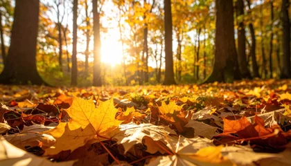 Fototapete Autumn Forest: A breathtaking scene unfolds within a sun-dappled forest, with fallen leaves carpeting the ground in vibrant hues of gold and orange, creating a picturesque and idyllic landscape. © wiwat