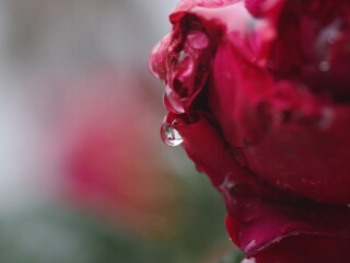 マクロレンズで撮影した雫です