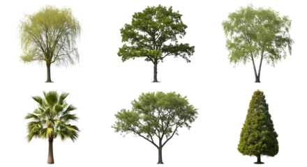 Collection of diverse trees including willow palm oak birch and conifer isolated on transparent background