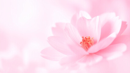 Fototapeta premium Soft Pink Flower in Bloom – Minimal Aesthetic Floral Background for Spring and Beauty Themes