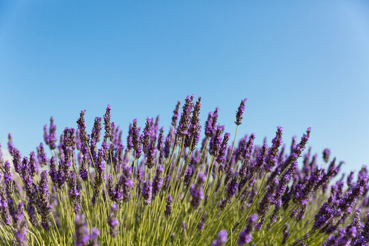 Lavandes en fleurs en premier plan et ciel bleu en arri&egrave;re plan