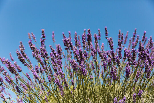 Lavandes en fleurs en gros plan et ciel bleu en arri&egrave;re plan