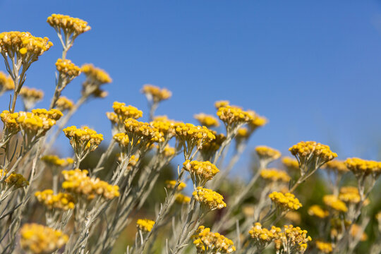 Gros plan sur des fleurs d'h&eacute;lichryse jaunes, ciel bleu en arri&egrave;re-plan