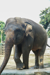 Fototapeta premium Majestic Asian elephant in its habitat