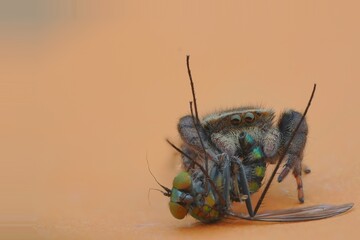 Spider and dead fly on a orange background