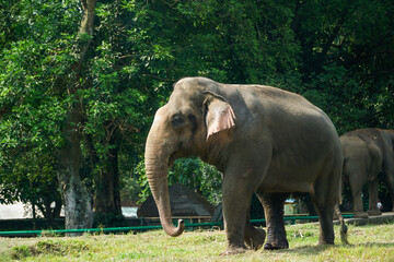 Majestic Asian Elephant in Green Habitat