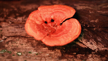 Pycnoporus sanguineus grows on dead hardwood. It is poisonous and therefore inedible.