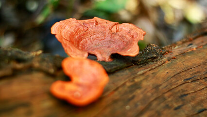 Pycnoporus sanguineus grows on dead hardwood. It is poisonous and therefore inedible.